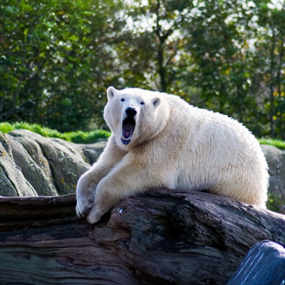 北极熊头像，白色的那个北极熊头像可爱高清图片