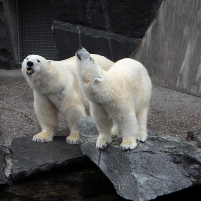 北极熊头像，白色的那个北极熊头像可爱高清图片