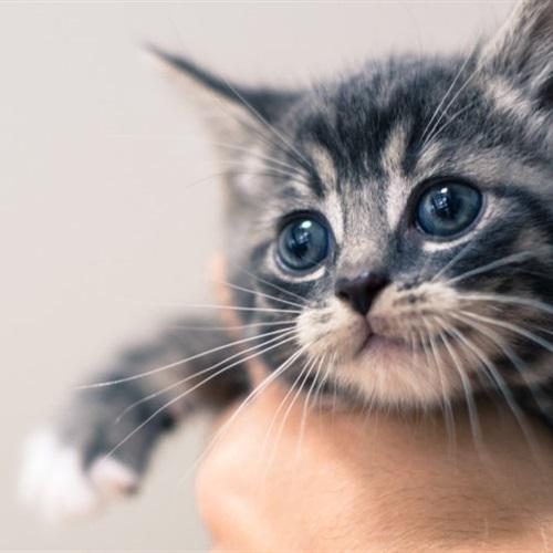 可爱的灰猫微信头像，最萌猫咪小众