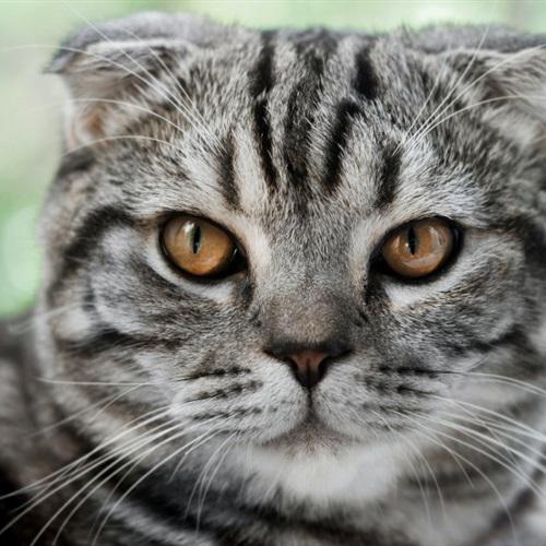 可爱的灰猫微信头像，最萌猫咪小众