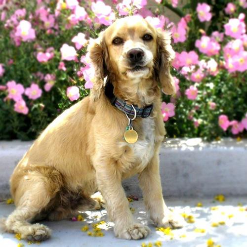 狗狗微信头像图片，鲜花和宠物狗