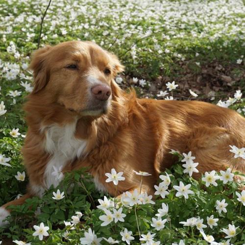 狗狗微信头像图片，鲜花和宠物狗