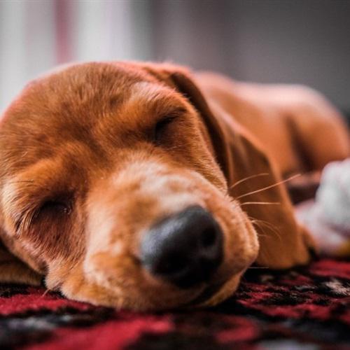 网图狗狗头像可爱 酣睡的狗狗图片