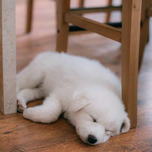 网图狗狗头像可爱 酣睡的狗狗图片