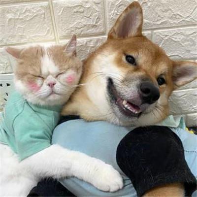 可爱小猫小狗情侣头像两个，一看就是特别喜欢的