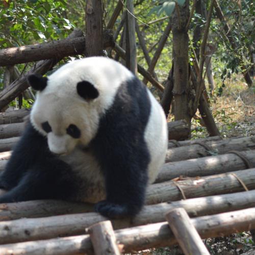 真实熊猫头像可爱，珍稀的大熊猫图片