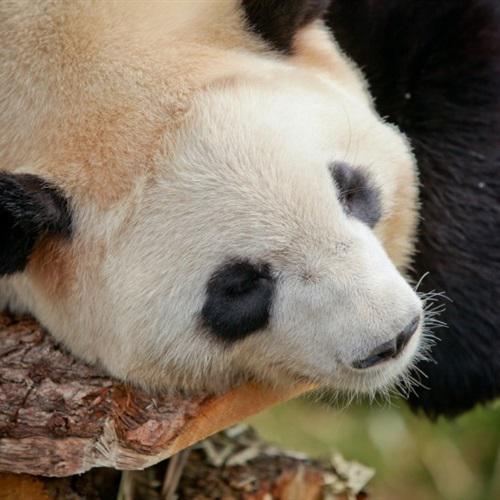 真实熊猫头像可爱，珍稀的大熊猫图片