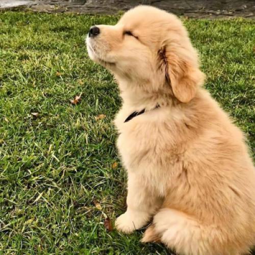 2021最火狗狗微信头像，可以说是本月最可爱的小狗了