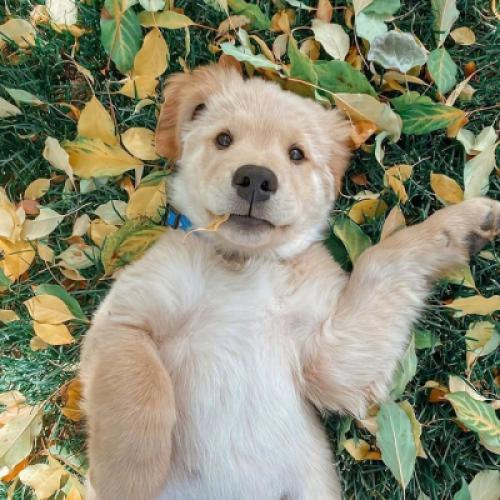 2021最火狗狗微信头像，可以说是本月最可爱的小狗了
