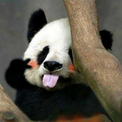 可爱熊猫头像，适合做头像的熊猫图片