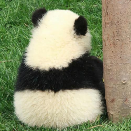 可爱熊猫头像，适合做头像的熊猫图片