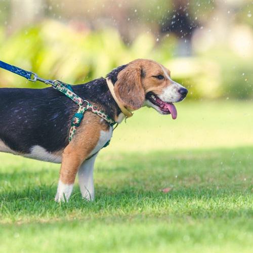 活泼可爱的米格鲁猎兔犬QQ微信头像图片