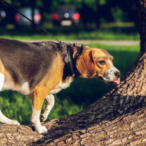 活泼可爱的米格鲁猎兔犬QQ微信头像图片