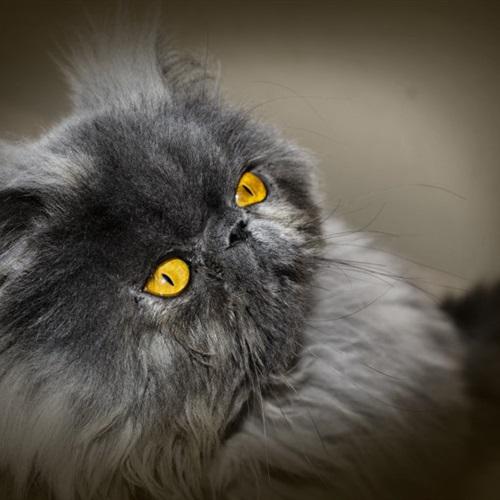 性格温顺的波斯猫头像高清头像图片