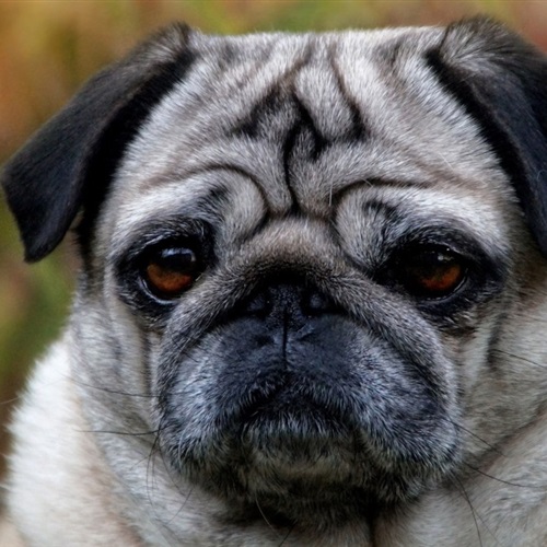 可爱的巴哥犬微信头像，胖嘟嘟的狗狗送给爱狗人士