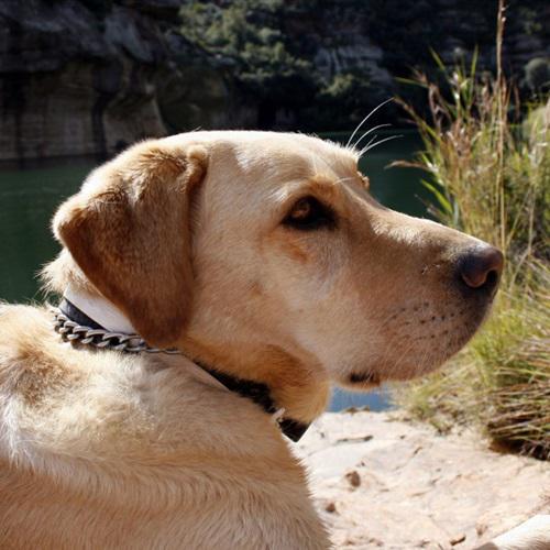 性格温顺的拉布拉多猎犬微信头像图片