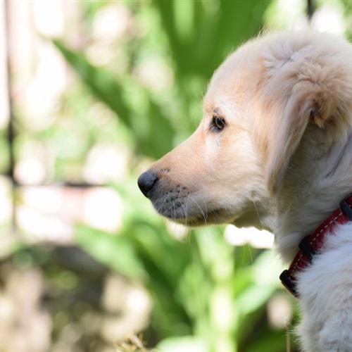 2022最新可爱拉布拉多幼犬的微信头像图片