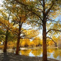 旅游风光摄影美景山地秋色,胡杨林QQ头像图片,色彩缤纷,秋天来了