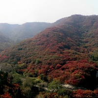 秋游红叶谷风景头像图片,风景秀丽美极了,喜欢风景的朋友首选