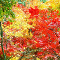 看万山红遍,层林尽染漂亮的红叶风景头像图片,草木摇落而变衰了