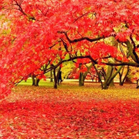 看万山红遍,层林尽染漂亮的红叶风景头像图片,草木摇落而变衰了