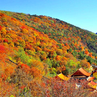 立冬了,满山遍野变黄了,树儿,枫叶黄了风景头像图片,大地多了一丝神秘