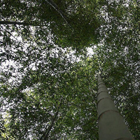 寒冷冬日来点绿,风景,花朵唯美头像图片,找回春天的感觉