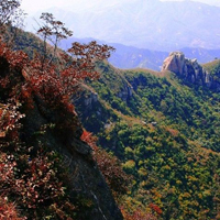 寒冷冬日来点绿,风景,花朵唯美头像图片,找回春天的感觉