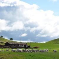 乌兰布统草原风景头像图片,迷人的欧式草原风光,蓝天白云太美丽了