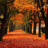 美如画的唯美秋季林间小径风景头像,梦中的小路