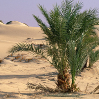 唯美风景撒哈拉沙漠图片头像,世界最大的沙质荒漠