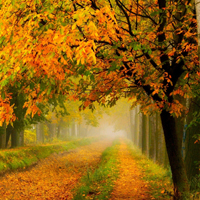 唯美秋天的落叶风景头像,秋意浓浓的深秋风景更加迷人
