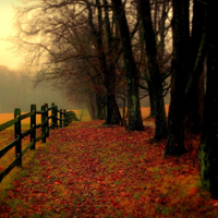 唯美秋天的落叶风景头像,秋意浓浓的深秋风景更加迷人