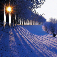 微信风景头像,高清冬季雪景图片,傲雪风姿绽放它的美丽