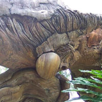 见识神木风采,台湾旅游拍摄的千年神木,在线制作成QQ头像分享了