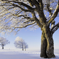 雪景的头像,唯美雪景图片,给树木披上了银装