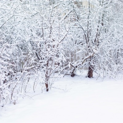 雪景头像 纯净的白色寒冷却美好