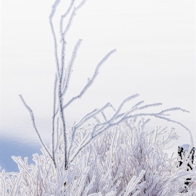 寒冬雪景微信头像图片 眼见之处都是晃眼的洁白