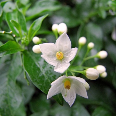 茉莉花头像 芳香洁白的茉莉花图片