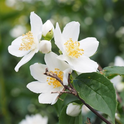 茉莉花头像 芳香洁白的茉莉花图片