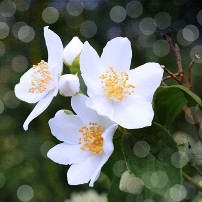 茉莉花头像 芳香洁白的茉莉花图片