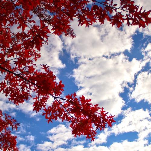 枫树微信头像，用一款红红的秋季枫树美景做头像吧
