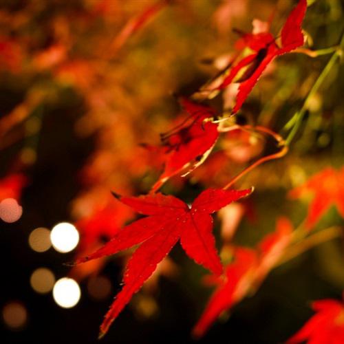 枫树微信头像，用一款红红的秋季枫树美景做头像吧