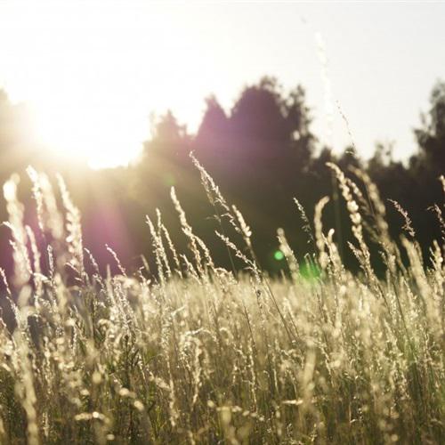 明媚阳光下的草地清新自然微信头像图片