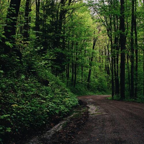 幽静的林中小路图片唯美意境风景头像