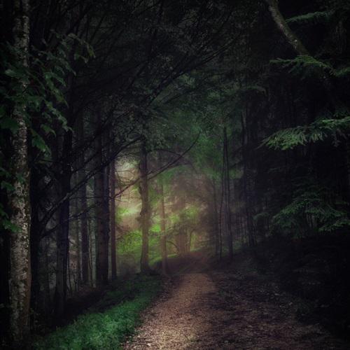 幽静的林中小路图片唯美意境风景头像
