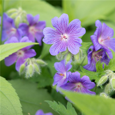 紫色花朵的微信头像，芬芳的紫罗兰图片