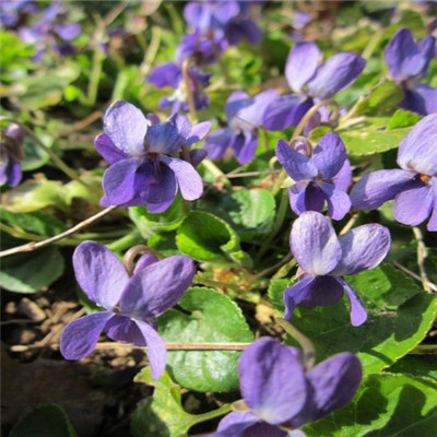 紫色花朵的微信头像，芬芳的紫罗兰图片