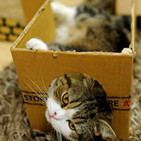 可爱小猫咪卖萌头像图片,盒子里的猫真是搞笑,喜欢不,卖萌不