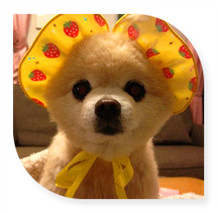 外表乖乖的卖萌俊介犬可爱搞笑头像图片,现在最流行的偶像犬可爱的样子